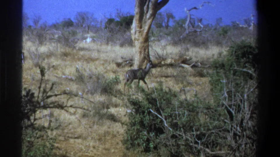 In the 1969 South Africa 8mm frame, a kudu moves near a pale tree trunk with dry grass, shrubs, and soft amateur-film focus visible.