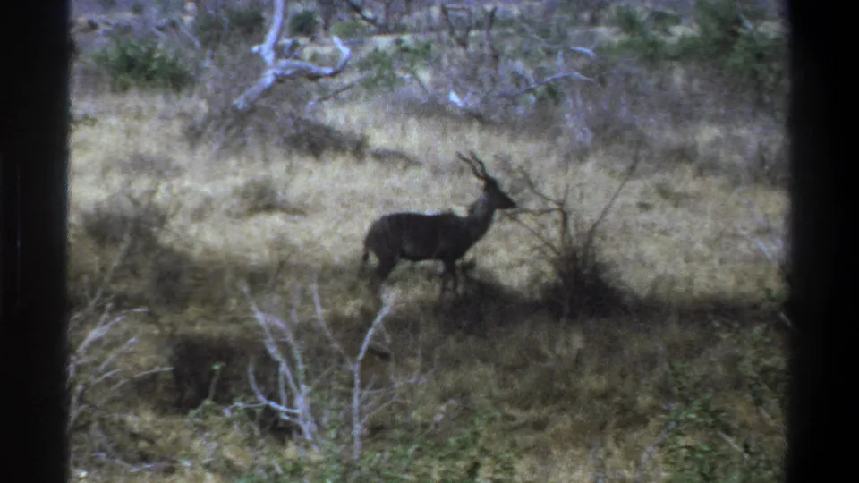 A side view shows the horned kudu in dry South African bushveld, surrounded by grass, brush, pale branches, and visible 8mm frame edges.