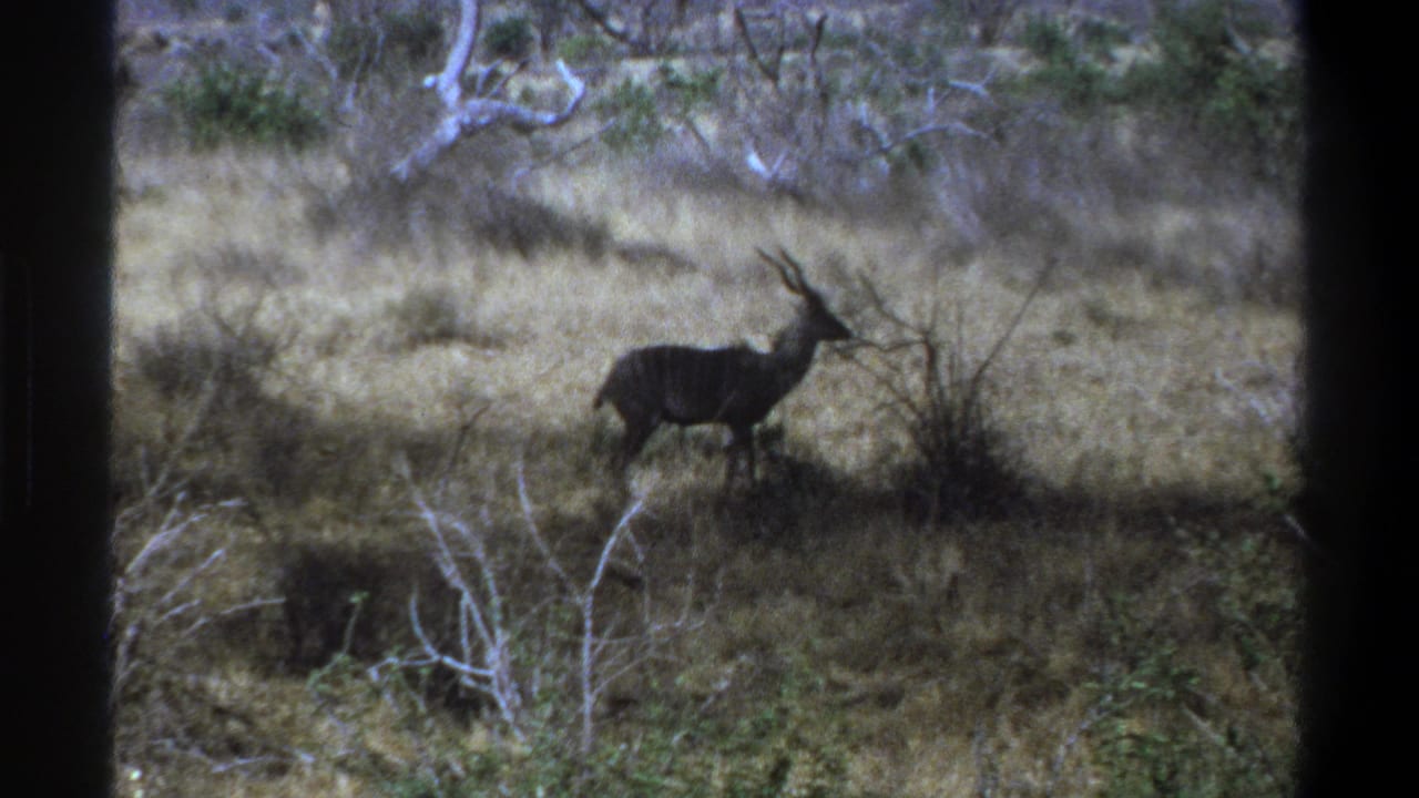 Horned antelope standing in dry grass with shrubs and dark frame-edge shadows.