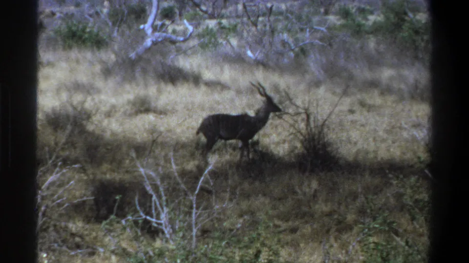 1969 8mm South Africa footage shows a horned antelope standing alert in dry grass and scrub, partly framed by dark vertical shadows.