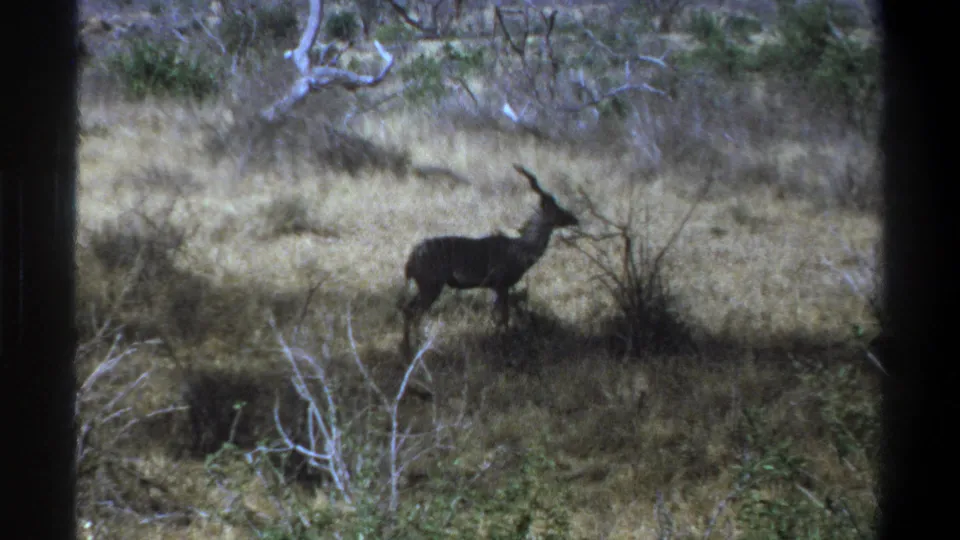 The antelope appears in profile in Cape Town-attributed 1969 home-movie footage, standing near a shrub in dry scrubland.