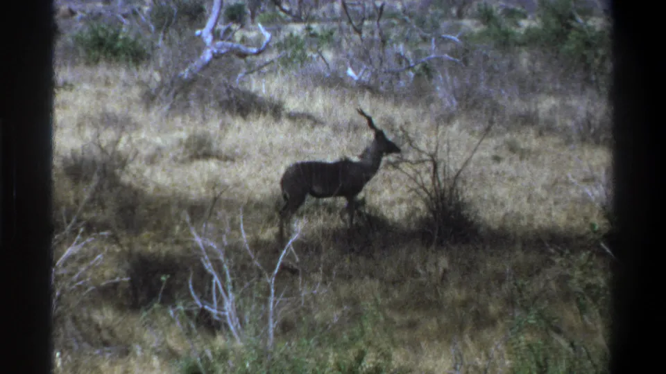 A horned antelope stands in dry grass near low brush, with pale branches and soft 8mm grain visible across the frame.