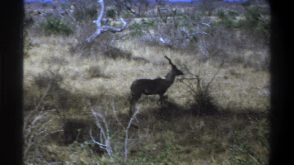The final frame shows the antelope in a dry scrub landscape, with dark vertical masking and soft vintage 8mm texture.