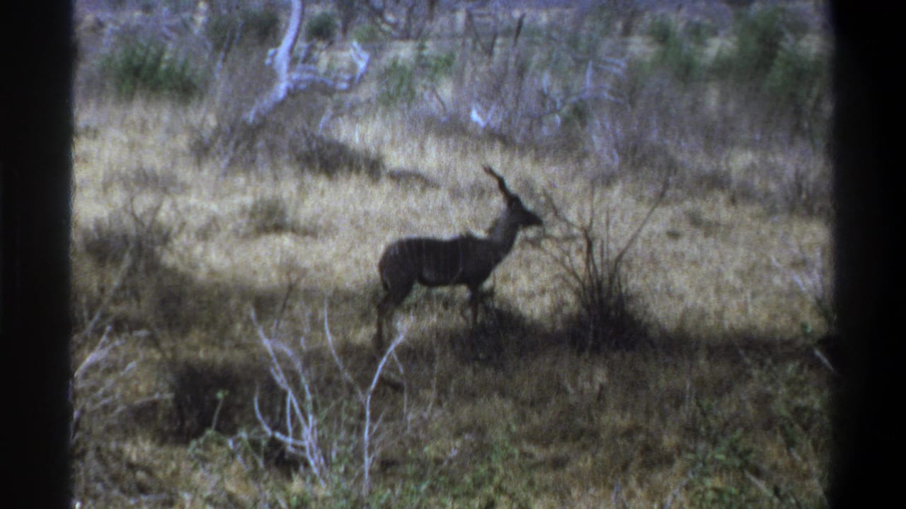 A kudu antelope stands alert in dry scrubland, consistent with the 1969 Cape Town wildlife footage metadata.