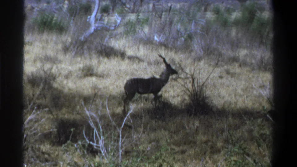 A kudu antelope stands alert in dry scrubland, consistent with the 1969 Cape Town wildlife footage metadata.