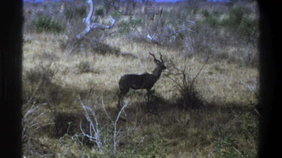 A horned kudu remains in profile across a dry, shrub-dotted landscape in the 8mm home-movie frame.