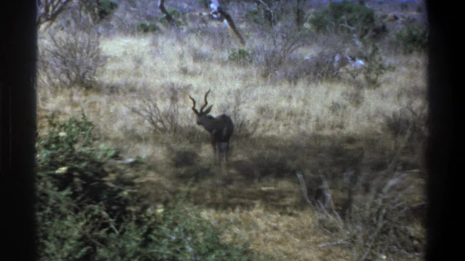 The kudu faces toward the camera from a distance, partly softened by grain and brush in the 1969 South Africa footage.