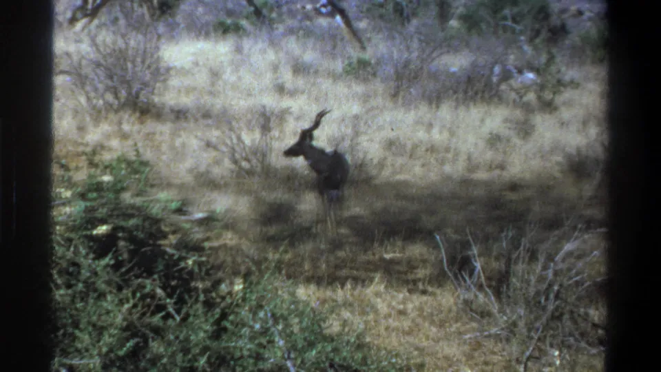 A side view of the kudu shows its horns and body against dry grass, low shrubs, and soft 8mm film grain.