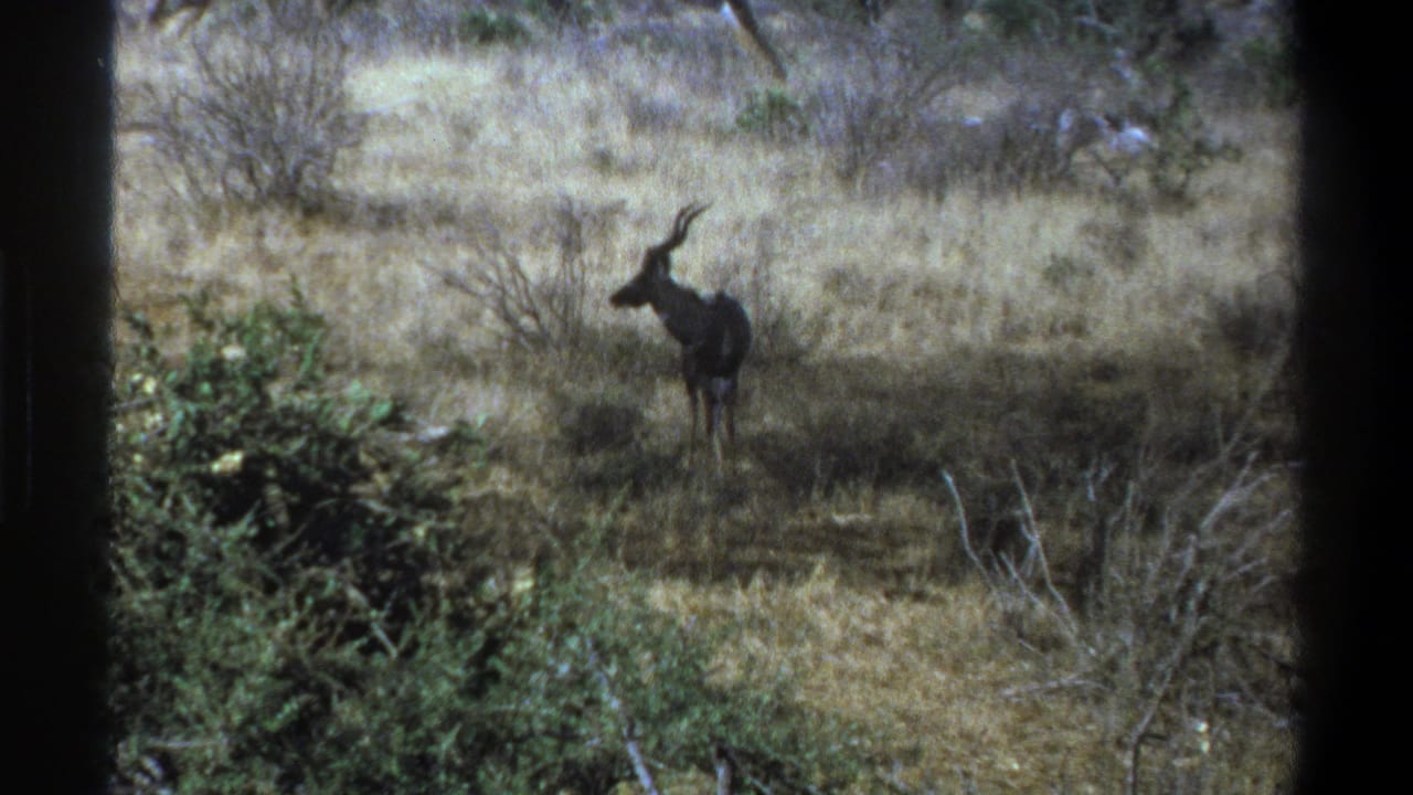 1969 Cape Town home-movie frame showing a distant horned antelope-like animal standing alert in dry grass with shrubs and trees behind it.