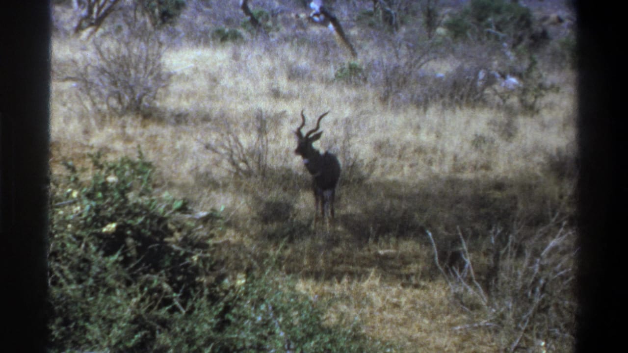 Distant horned animal facing the camera in dry grass with shrubs and trees around it.