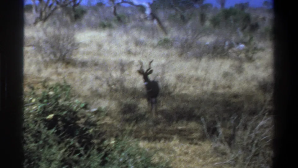 Distant 1969 Cape Town wildlife frame showing a horned antelope-like animal in a dry clearing, partly softened by shadow and 8mm grain.