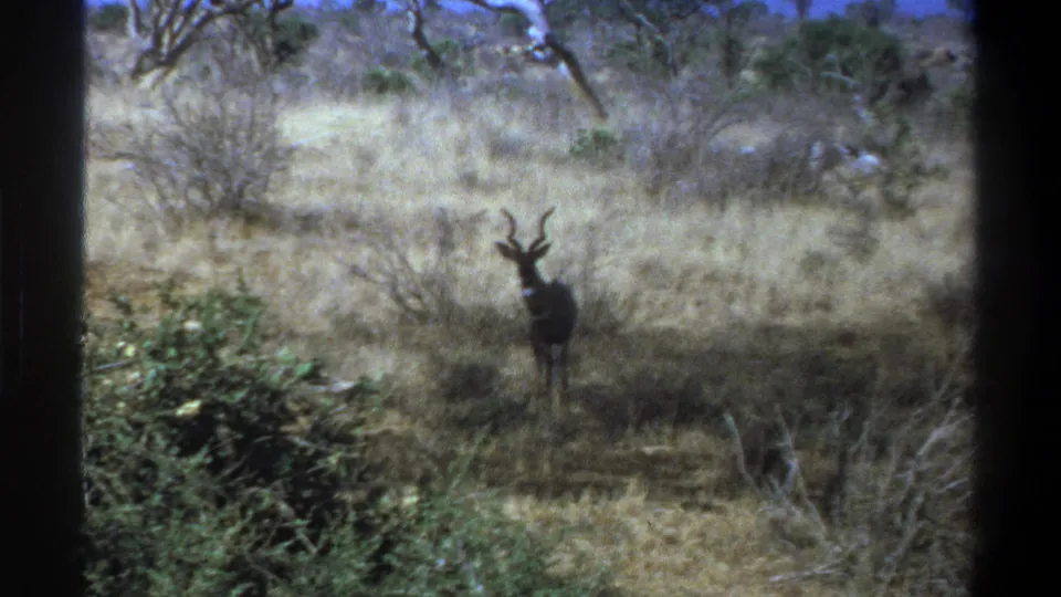 1969 Cape Town home-movie still of a horned antelope-like animal standing alert in dry grass, with shrubs, bare branches, and soft 8mm color.