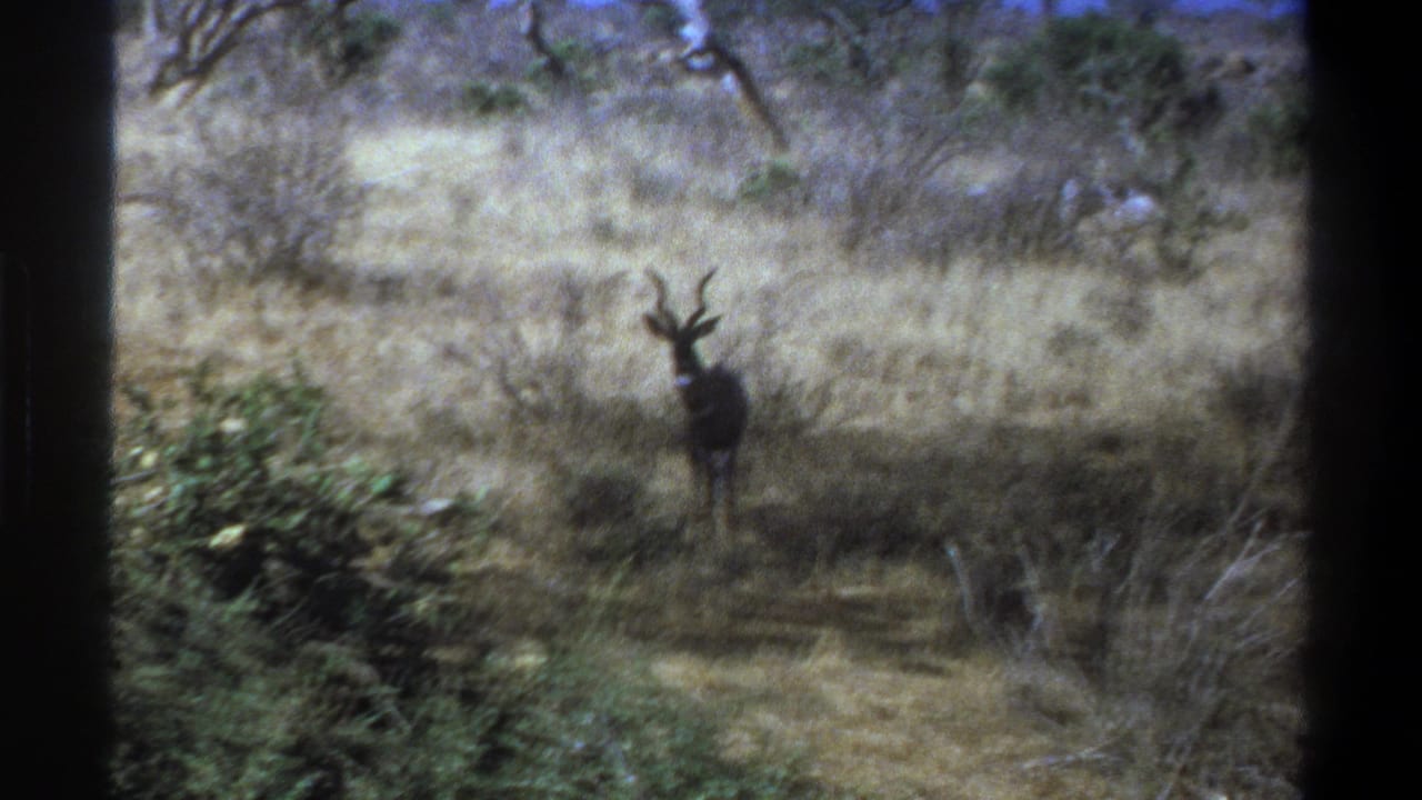 A horned kudu stands partly in shade among dry South African bushland in 1969 8mm home-movie footage.