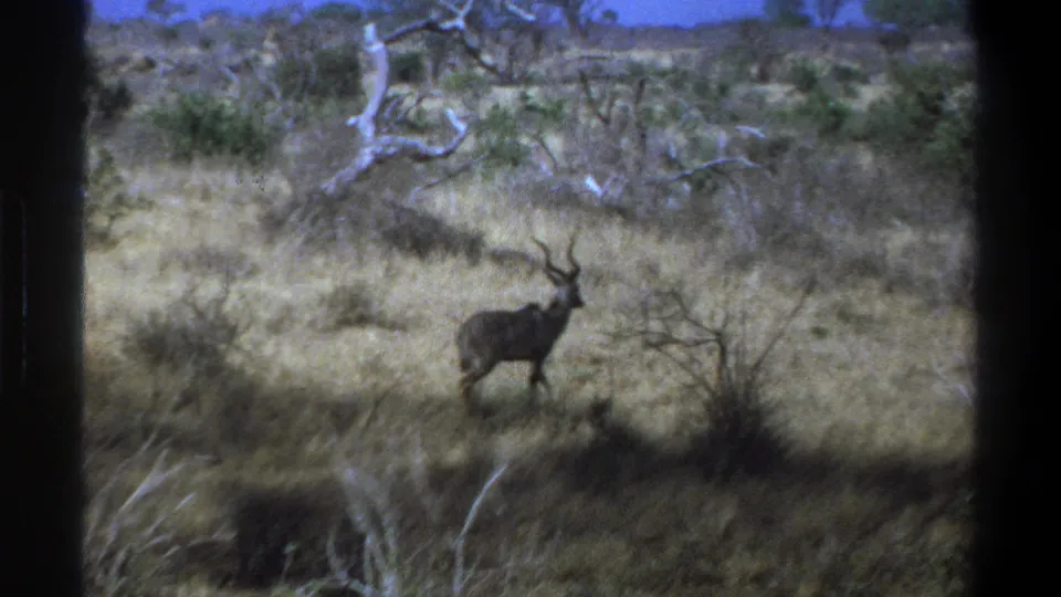 The kudu appears in a brighter patch of dry bushland, with shrubs and pale bare branches behind it.