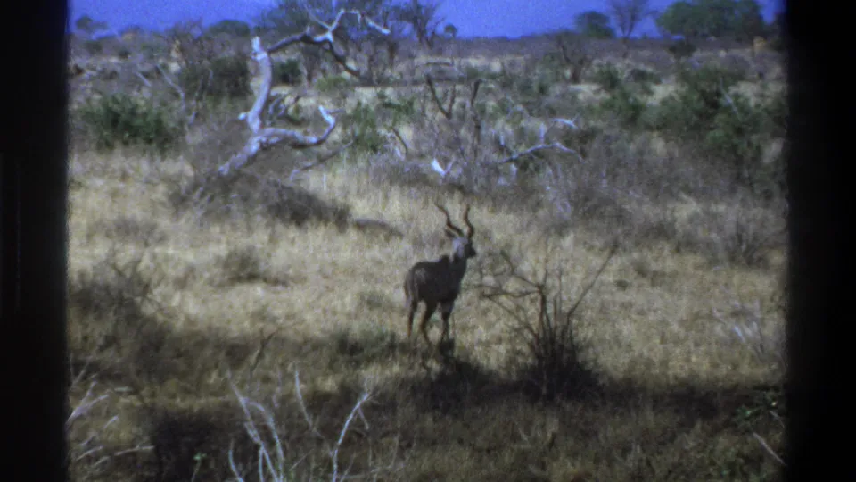 A kudu with spiral horns stands near brush in faded 8mm footage of dry South African bushland.