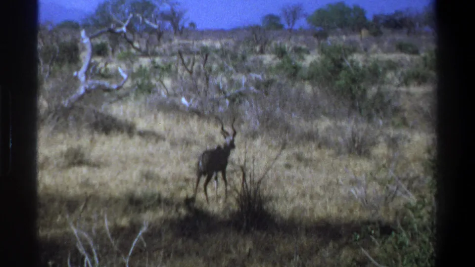 The kudu stands in open grass near brush, with faded color and black 8mm borders visible around the frame.
