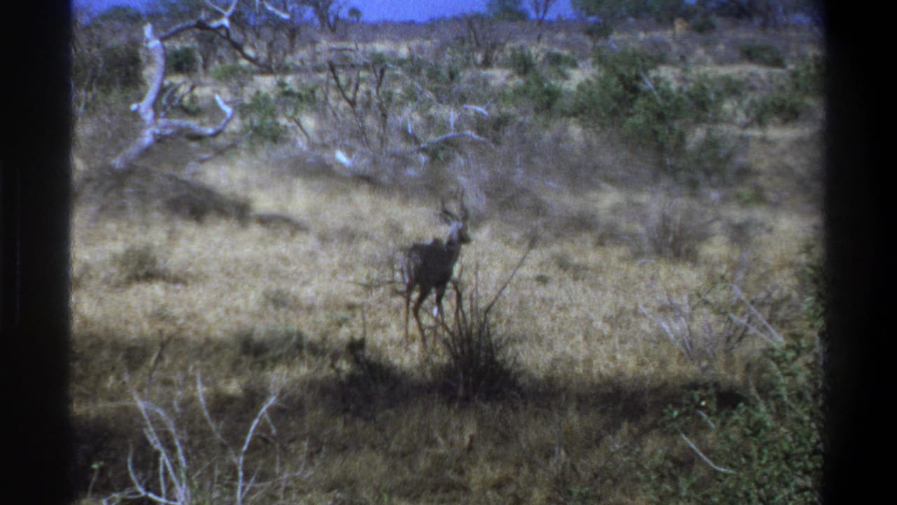1969 South Africa 8mm frame showing a kudu standing alert in dry savanna grass with low brush and pale tree limbs.