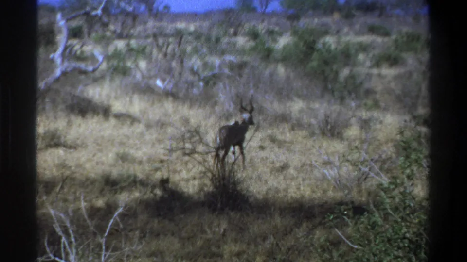 1969 South Africa home-movie frame of a kudu moving through dry grassland, partly surrounded by shrubs and bare branches.