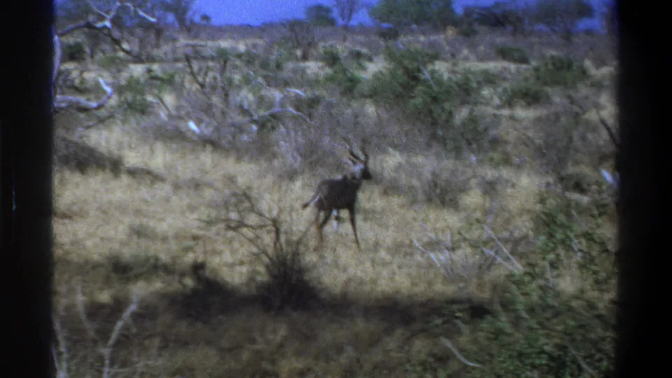 A soft 8mm frame from 1969 South Africa showing the kudu lower in the frame, partly hidden by brush in dry savanna grass.