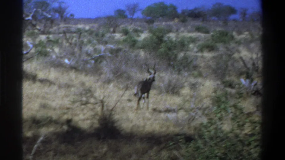 1969 South Africa 8mm frame with a distant kudu in dry grassland, surrounded by scattered shrubs and strong dark film borders.