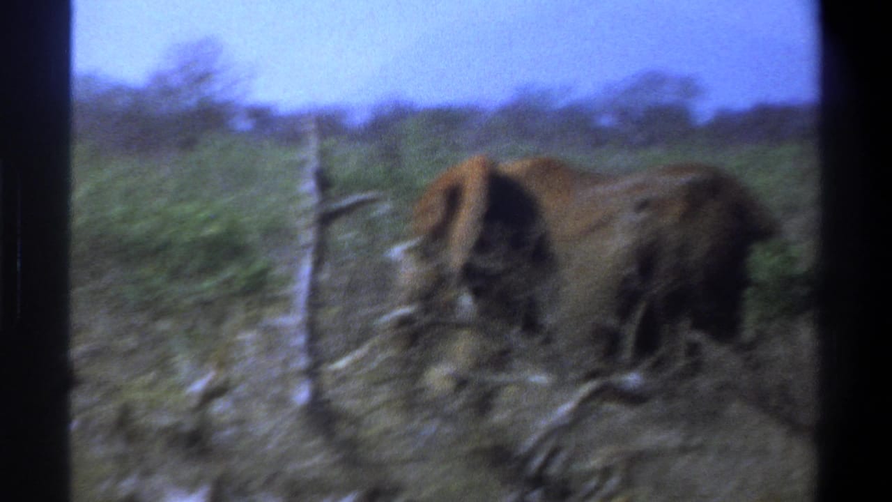 1969 Cape Town home-movie frame showing a tusked elephant partly obscured by brush in a scrubby landscape.