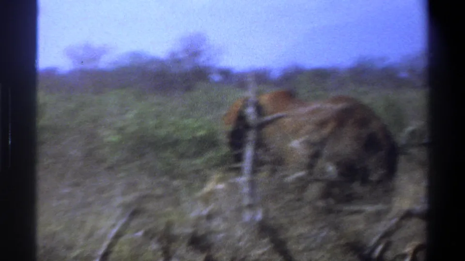 1969 Cape Town frame with a large elephant side-on, its body softened by 8mm motion blur and foreground brush.