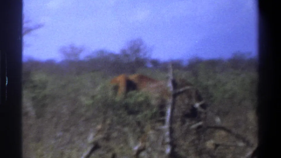 1969 Cape Town home-movie frame showing the elephant partly screened by vegetation and a rough vertical branch.