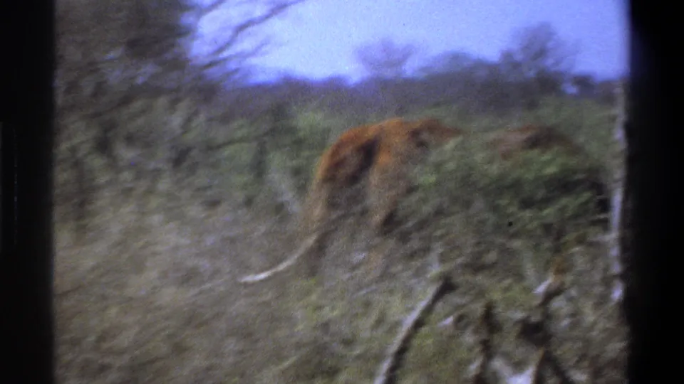 1969 Cape Town frame showing the elephant moving away through low scrub, with tusks and body blurred by handheld 8mm filming.