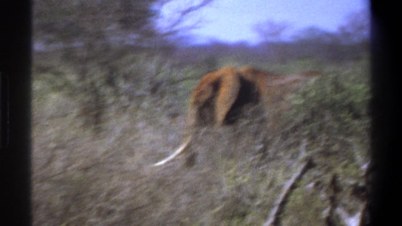 1969 South Africa 8mm frame showing a maned lion moving through dry scrub and grasses under a pale sky.