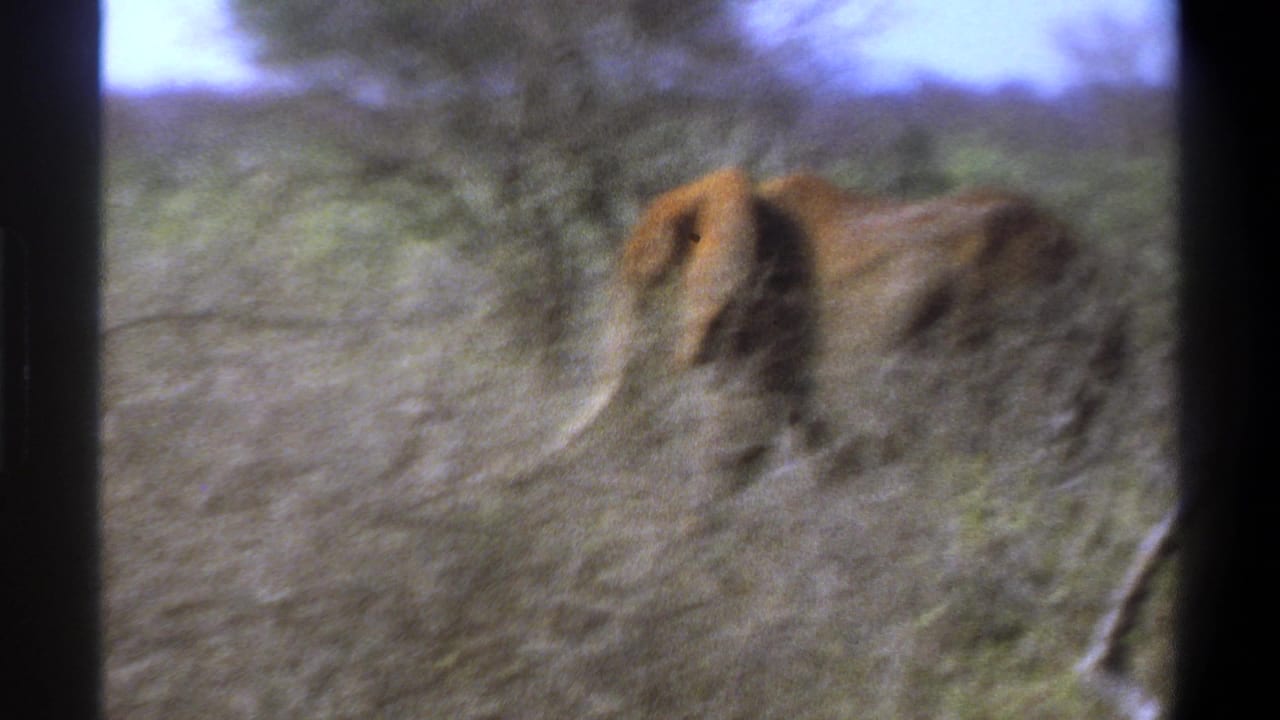 Maned lion seen side-on among scrub vegetation and dry grass.