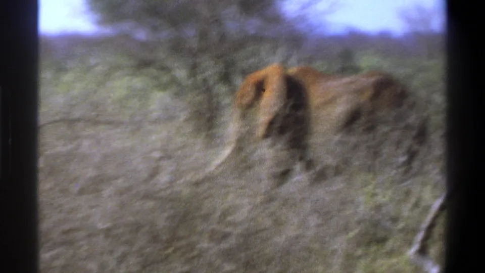 1969 South Africa home-movie frame with a maned lion walking through scrubby savanna vegetation.