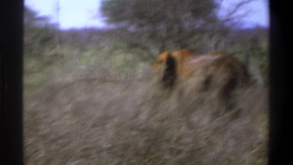 Soft 8mm frame from South Africa in 1969 showing a maned lion crossing through dry brush and low trees.
