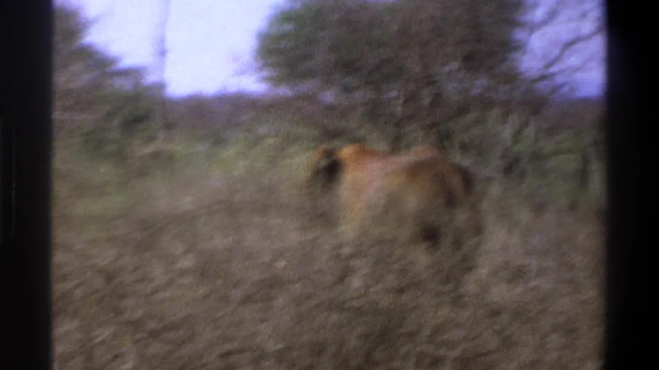 1969 South Africa 8mm frame showing the lion farther from camera amid dry savanna scrub and trees.