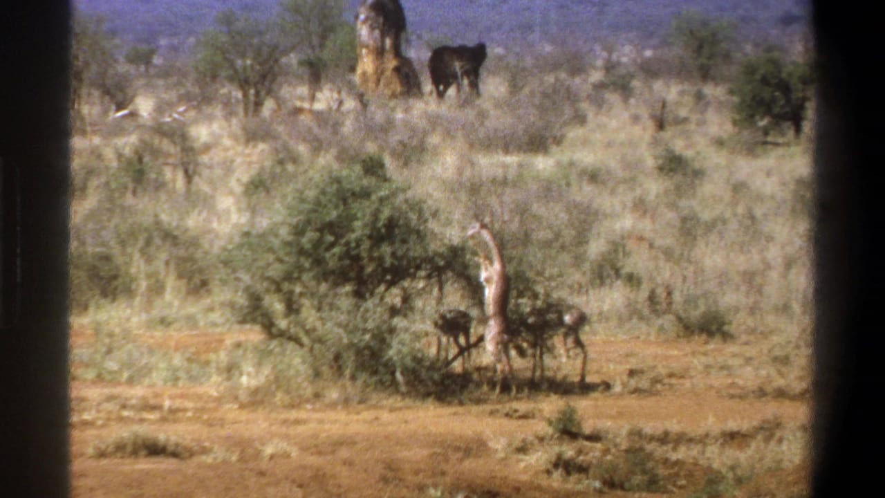 1969 South Africa 8mm frame showing dry grassland with a giraffe by a bush, small antelope-like animals, and an elephant in the background.