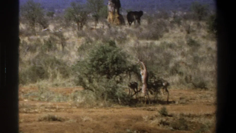 1969 South Africa 8mm still with a giraffe partly hidden by a shrub, small grazing animals nearby, and an elephant in the distance.