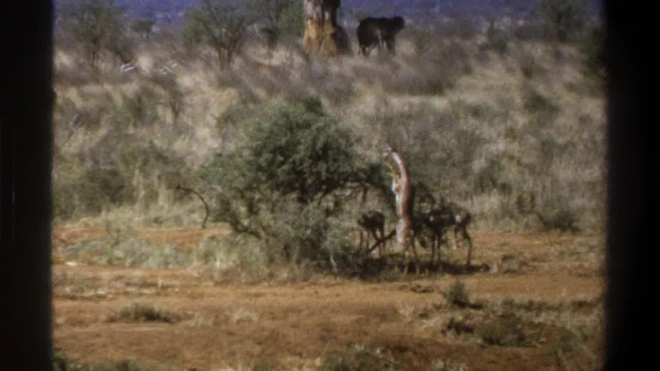 1969 South Africa frame with faded color and grain, showing a giraffe by scrub vegetation and darker animals farther back.