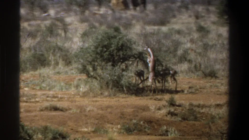 1969 South Africa 8mm still showing a giraffe and small animals around a bush in dry savannah, with heavy grain and faded color.