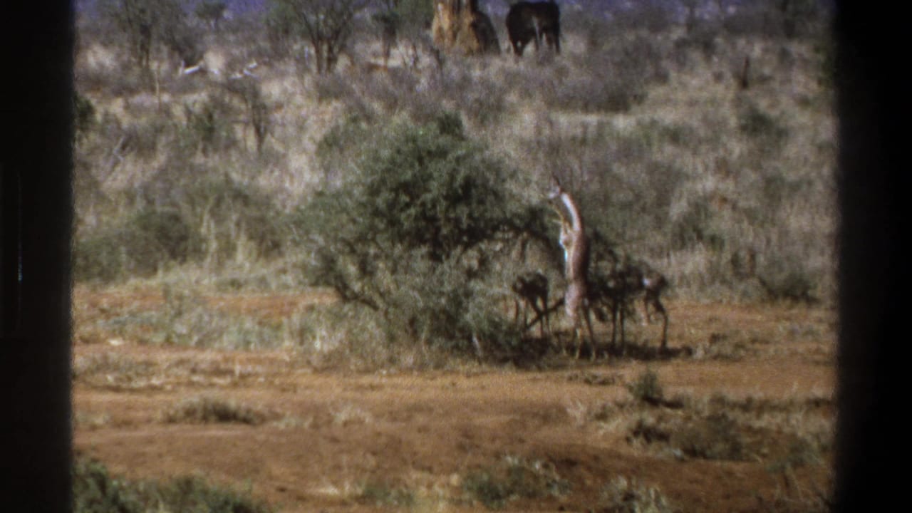 1969 Cape Town 8mm frame showing a giraffe feeding beside a bush, with distant large animals in a dry South African scrub landscape.