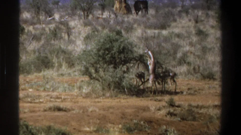 1969 Cape Town 8mm frame showing a giraffe feeding beside a bush, with distant large animals in a dry South African scrub landscape.