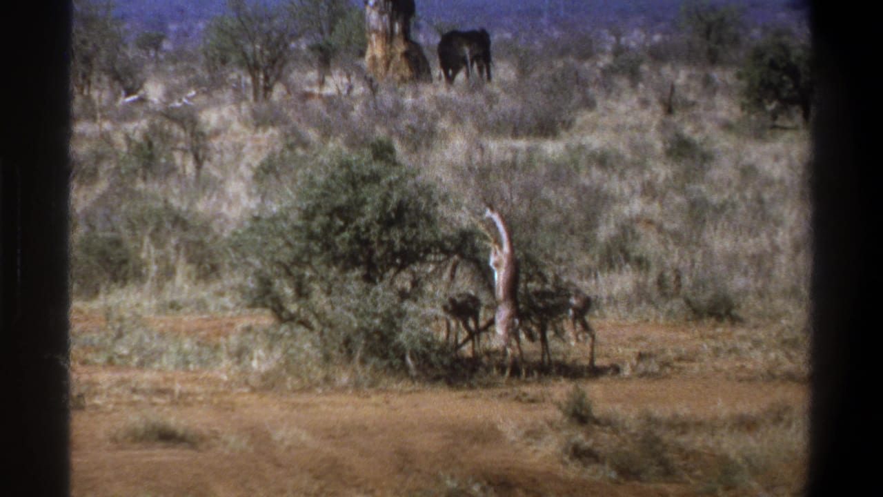 Giraffe bends into a bush with elephants or large animals in the background.