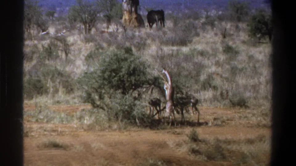 1969 Cape Town wildlife frame with a giraffe feeding from a bush and distant elephant-like animals across the scrub.