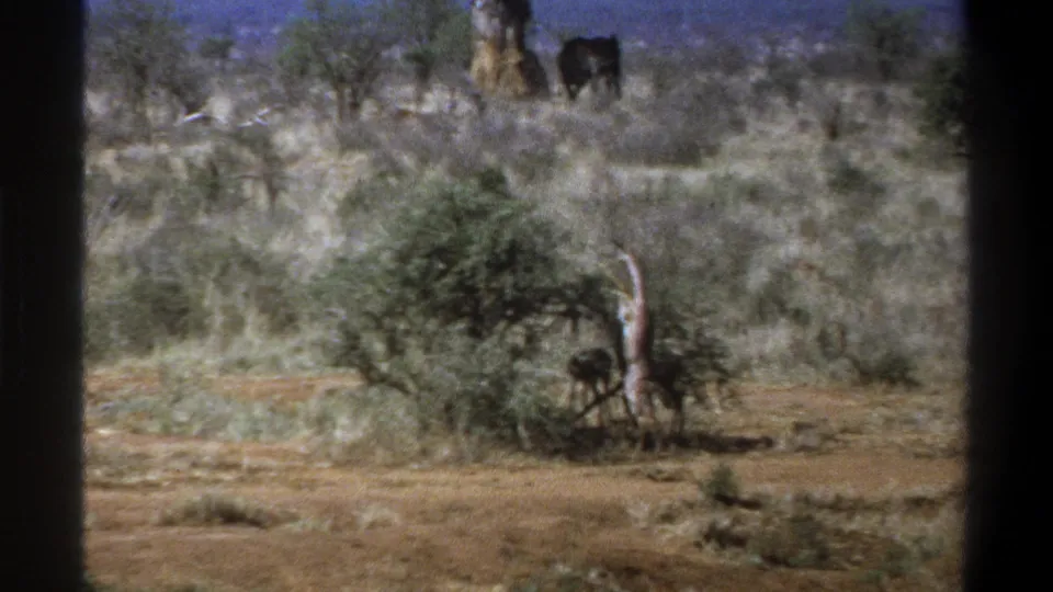 Soft 8mm frame from 1969 Cape Town showing a giraffe partly hidden by brush, with distant wildlife in dry scrubland.