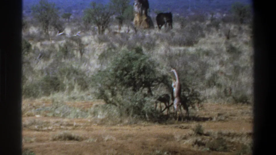 1969 Cape Town 8mm frame showing a giraffe beside a bush, distant dark wildlife, sparse trees, and dry scrubland.