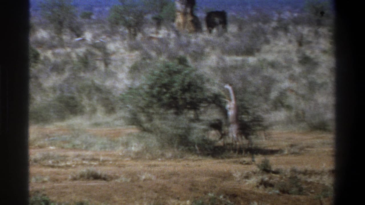1969 Cape Town home-movie frame showing a giraffe near a bush in red dirt and sparse scrub, with distant wildlife on a hill.