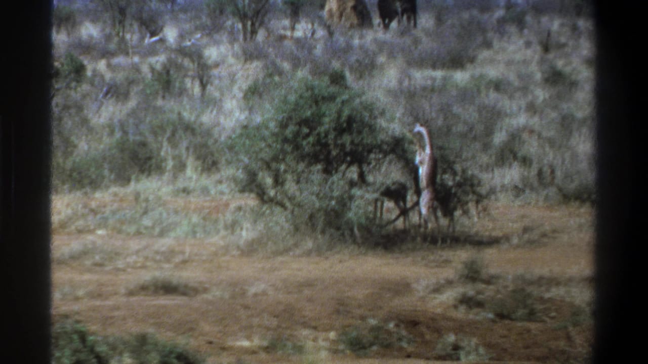 Giraffe reaching toward a green bush in dry terrain with distant wildlife behind it.