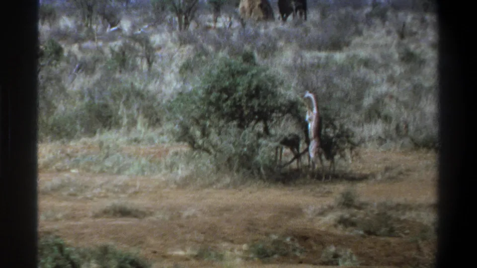 1969 Cape Town 8mm frame of a giraffe feeding from a shrub in open dry scrub, with an elephant-like animal in the background.