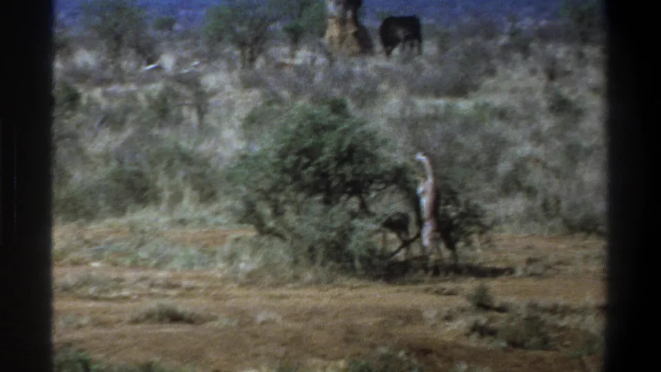 Soft, grainy 1969 Cape Town home-movie view of a giraffe feeding near a shrub amid red dirt and dry scrub vegetation.