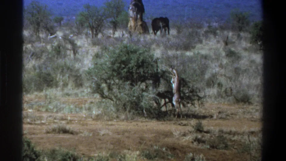 1969 Cape Town frame showing a giraffe feeding at a bush, dry ground, scrub trees, and distant elephant-like wildlife in the background.