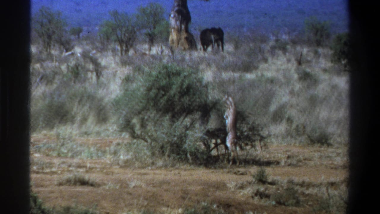 Giraffe and distant elephant in dry savanna with shrubs and a tall tree.