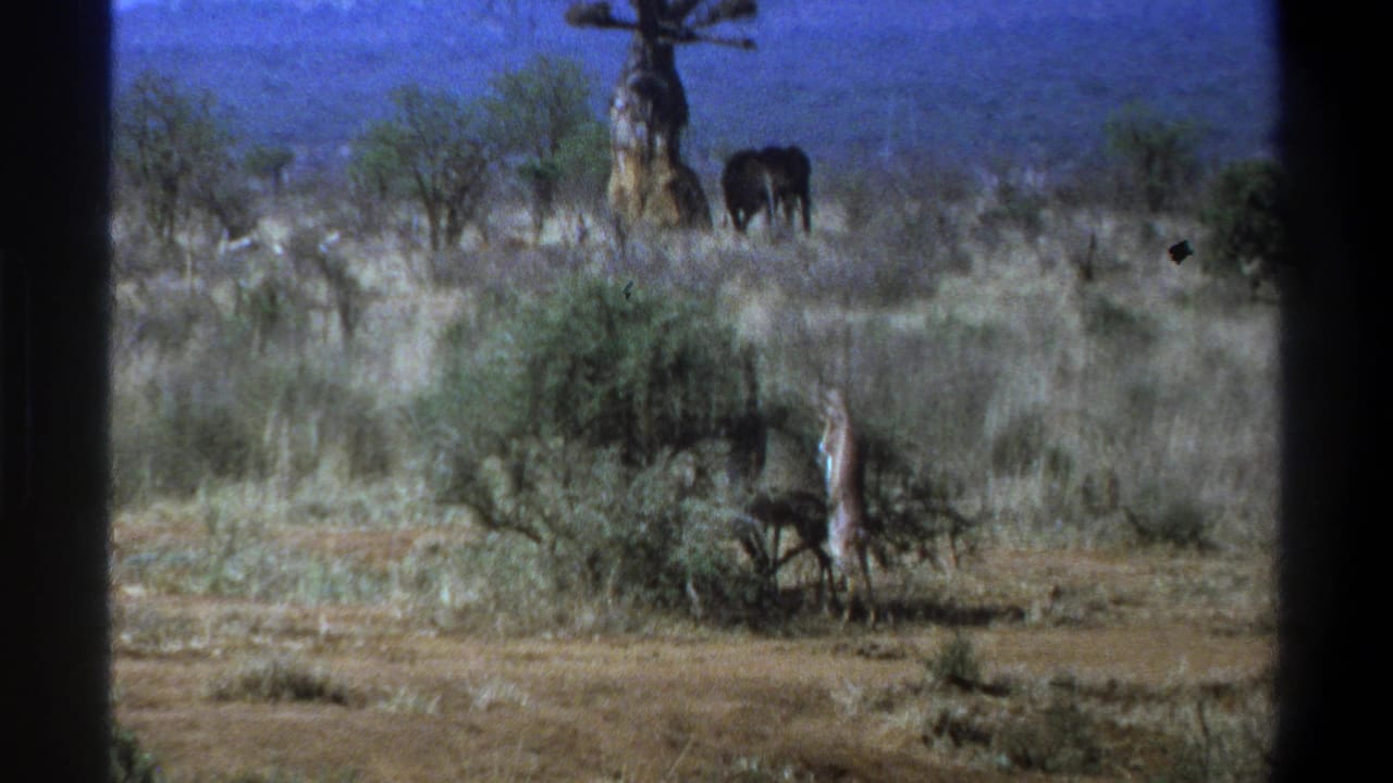 1969 South Africa home-movie frame with giraffe and elephant separated across a dry savanna landscape.